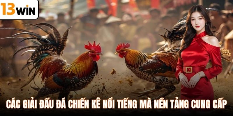 Các giải đấu đá chiến kê nổi tiếng mà nền tảng cung cấp